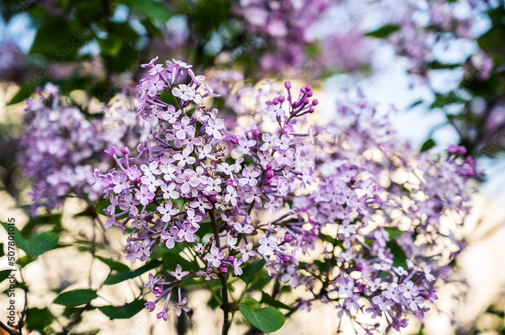 Close-up lilac flowers at spring. Selective focus with shallow depth of field. Close-up lilac flowers at spring. Selective focus with shallow depth of field.