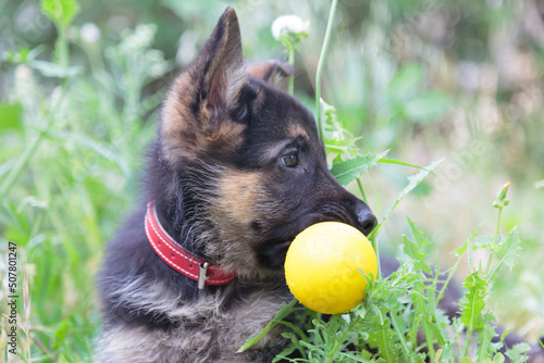 Cute puppy laying in the grass holding a ball