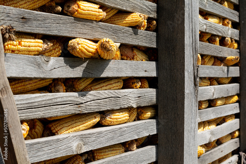 Harvest is over. An old corncrib or hambar, made of timber beams and laths, is loaded with ripe ears of corn.  photo