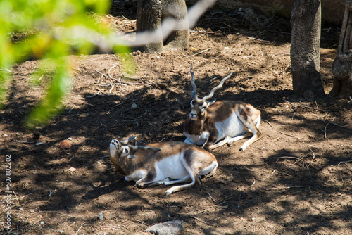 Deer in Zoo, Tbilisi Zoo photo