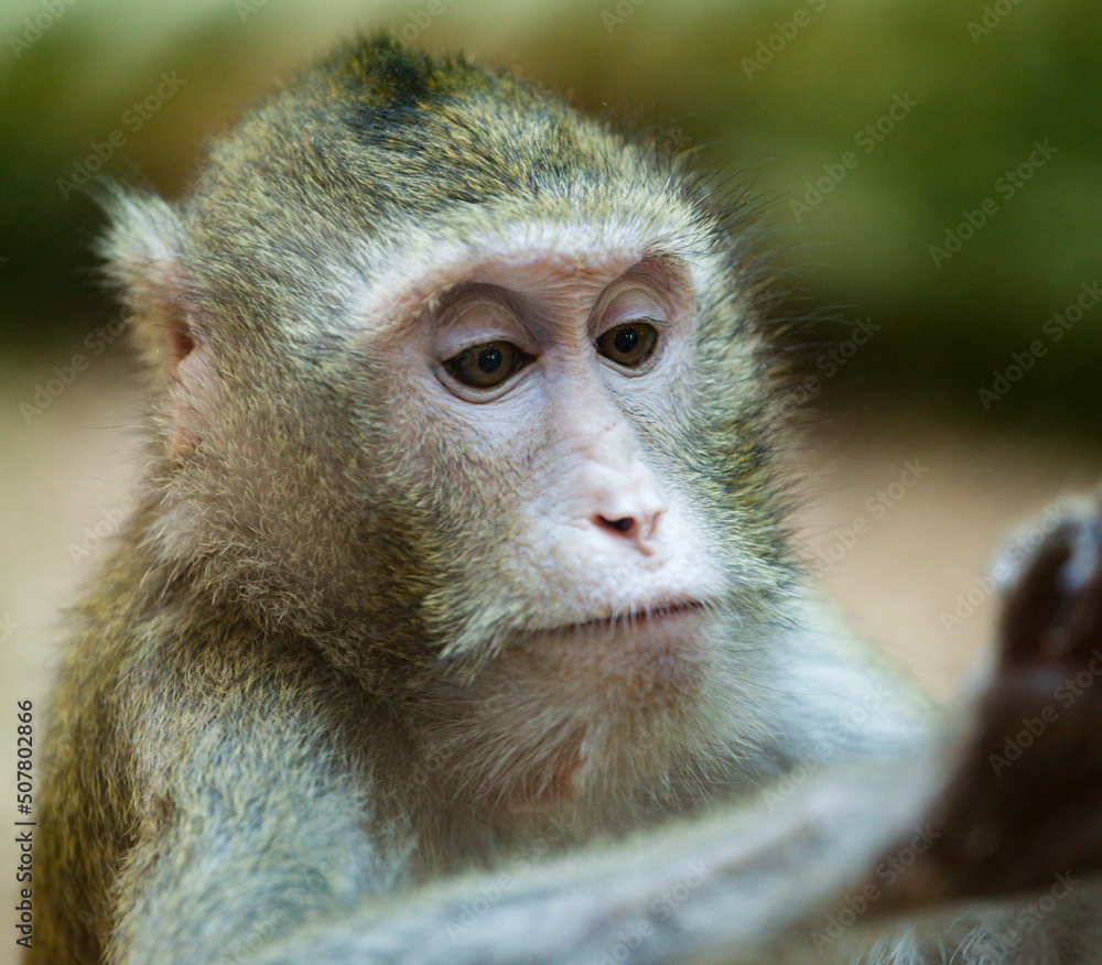 Obraz premium monkey look on hand