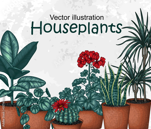 Vector banner template colored potted flowers engraving style. Graphic linear cactus lobivia, sansevieria, ficus, pilea, dracaena, geranium