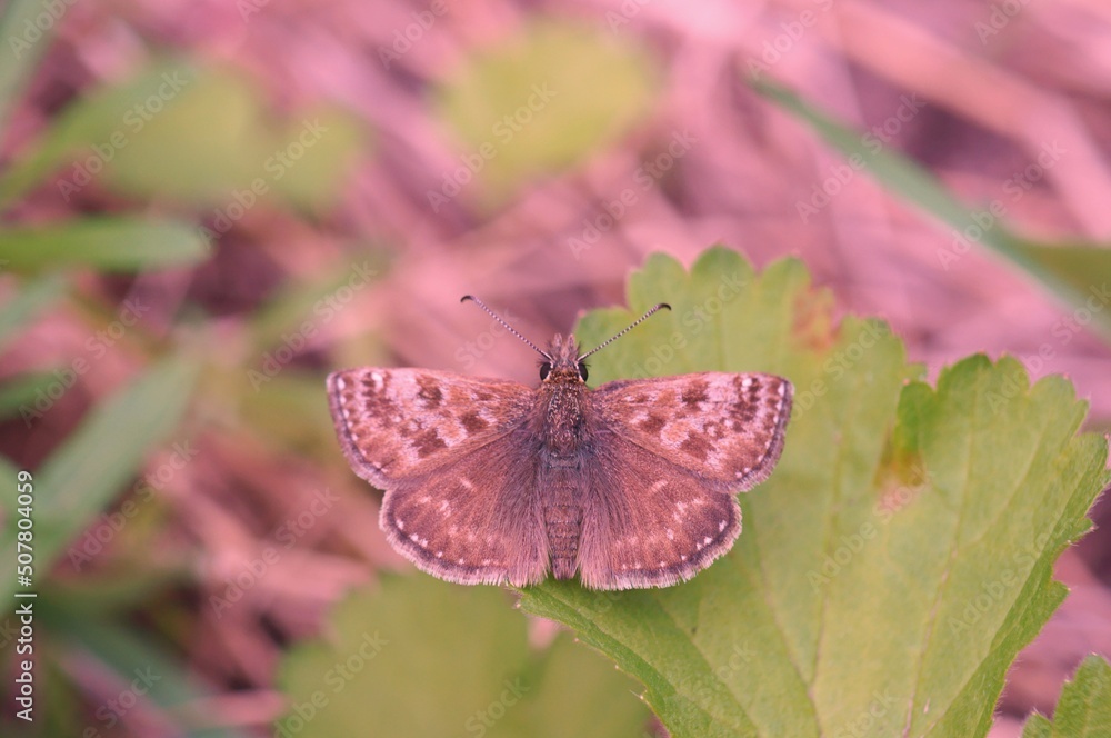 A butterfly on a green leaf. Insects in nature. A butterfly on a green leaf. Insects in nature.