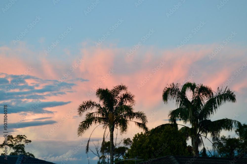Obraz premium trees at sunset