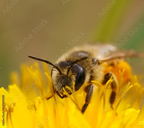 A bumblebee collects pollen from a yellow dandelion. Insects in nature.