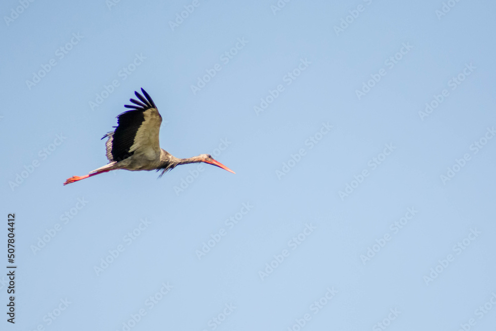 Stork in the sky. White stork flies in the sky. Beautiful birds with big wings. Stork in the sky. White stork flies in the sky. Beautiful birds with big wings.