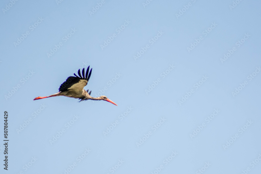Stork in the sky. White stork flies in the sky. Beautiful birds with big wings. Stork in the sky. White stork flies in the sky. Beautiful birds with big wings.