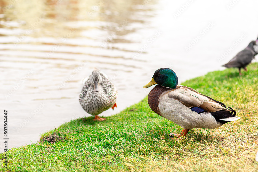 Obraz premium Gray-brown duck resting on a green meadow by the lake against the backdrop of a beautiful landscape