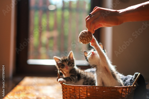 Woman playing with a ball and little kittens in a basket
