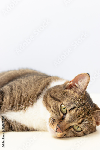 Gray shorthair domestic tabby cat lying in front of blue background.