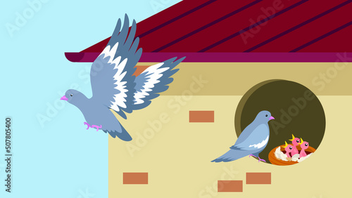 Pigeons feed their chicks in the attic of the house