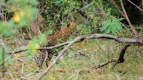 Sri Lankan leopard (Panthera Pardus Kotiya) spotted in Yala national park, walking through the lush foliage.