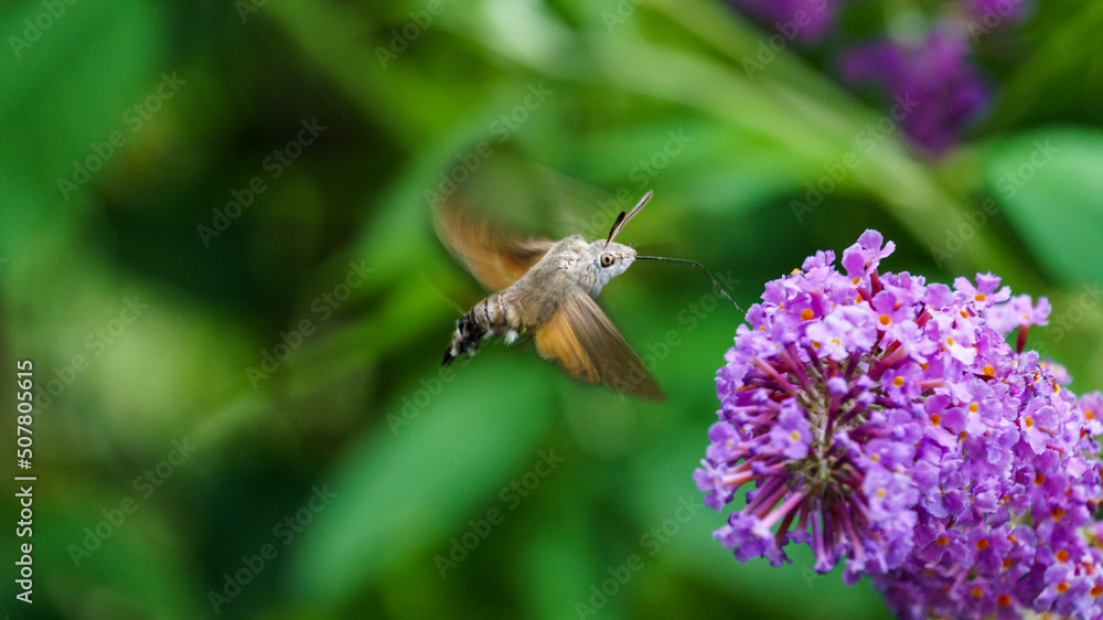 The hummingbird hawk-moth (Macroglossum stellatarum) hovering over purple flower. Hawk hawk looks like an exotic bird hummingbird. Selective focus on insect eye The hummingbird hawk-moth (Macroglossum stellatarum) hovering over purple flower. Hawk hawk looks like an exotic bird hummingbird. Selective focus on insect eye