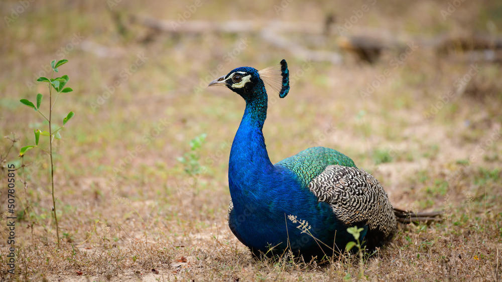 Blue male peafowl resting on the ground at Yala national park, Sri Lanka Blue male peafowl resting on the ground at Yala national park, Sri Lanka