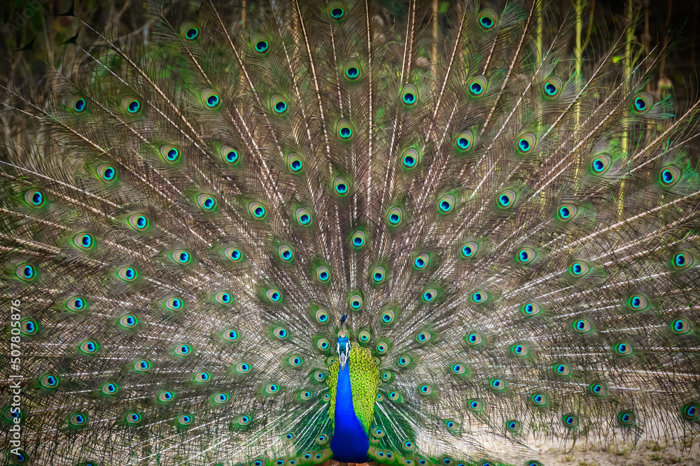 Obraz premium Amazing Blue peacock dance display at Yala national park close-up photograph. Beauty in nature.