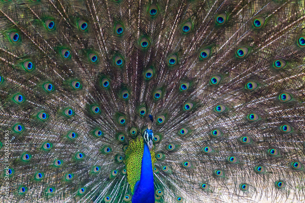 Obraz premium Beautiful Peacock dance display close-up shot in Yala national park.