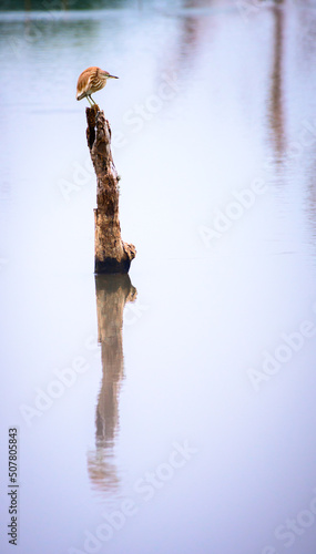 Yellow bittern perch on a dead tree trunk on the lake, patiently waiting for fish, reflection on the calm water surface, black and white photograph.