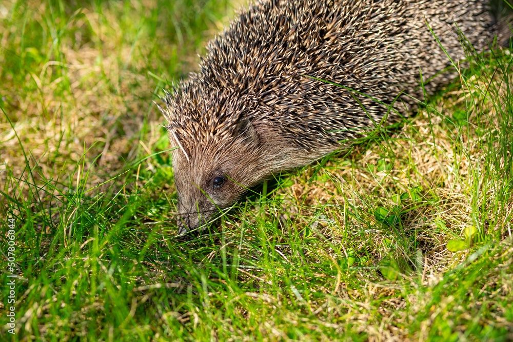 Little cute prickly hedgehog on green grass in garden. Little cute prickly hedgehog on green grass in garden.