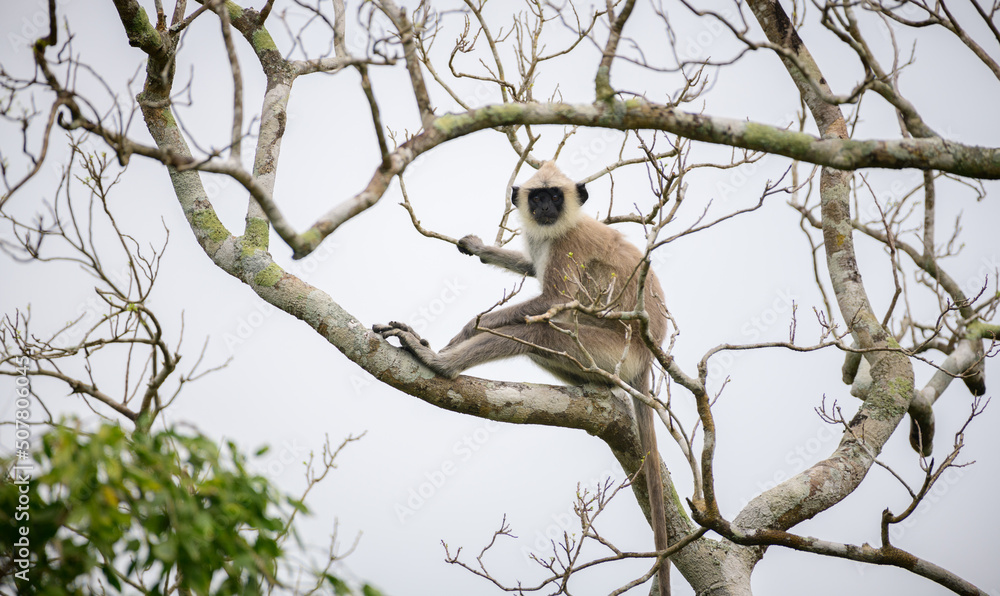 Obraz premium Tufted gray langur sitting on a tree and looking at the camera, dark gloomy clouds in the background, monkey isolated in Yala national park.