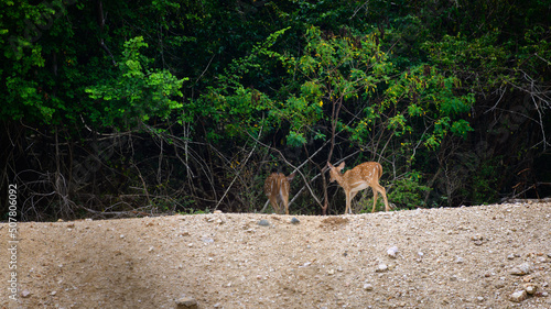 Pair of spotted deer leaves into the dark deep forest after drinking water from the natural waterhole.