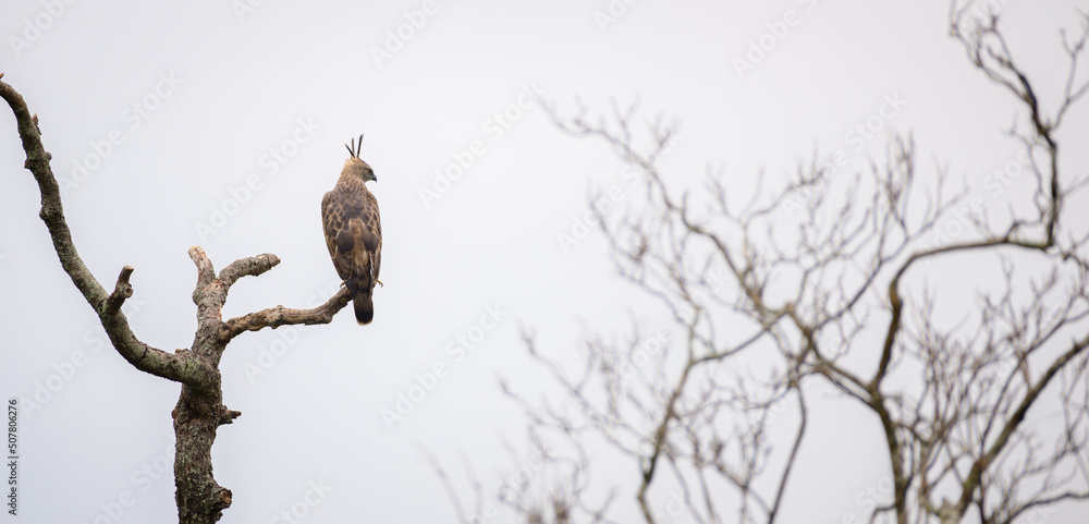 Majestic changeable hawk-eagle perch on a dead tree branch and watchful of the surroundings, birds back view, gloomy dark sky in the background. Eagle Spotted in the Yala national park. Majestic changeable hawk-eagle perch on a dead tree branch and watchful of the surroundings, birds back view, gloomy dark sky in the background. Eagle Spotted in the Yala national park.