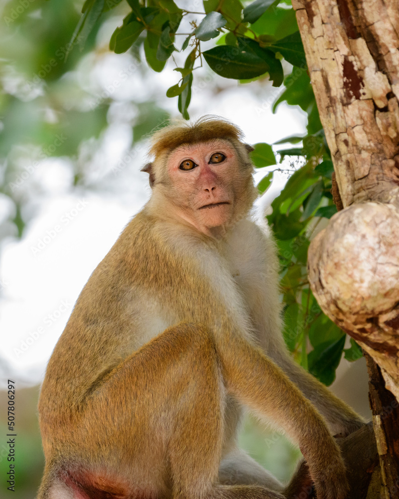 Fototapeta premium Young toque macaque monkey sitting on a branch and looking at the camera close-up shot, at Yala national park.