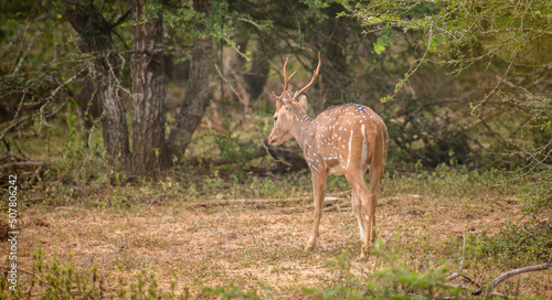 Beautiful Sri Lankan axis deer with antler walking into the bushes in Yala national park  rear view of the deer.