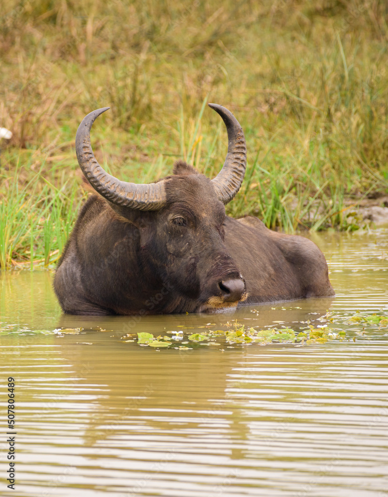 Fototapeta premium Wild buffalo cooling off in the waterhole in the evening at Yala national park. Large horned buffalo submerge in the dirty muddy water.