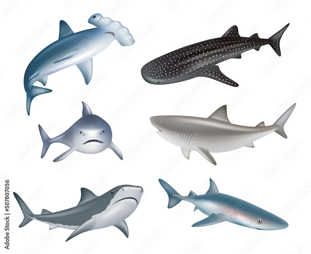 Shark. Underwater wild life different realistic dangerous sharks decent vector illustrations collection Shark. Underwater wild life different realistic dangerous sharks decent vector illustrations collection