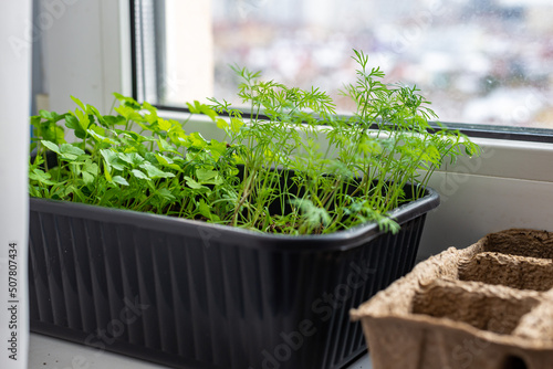Young green dill and parsley in a box on the windowsill. Home gardening, spring seedling season
