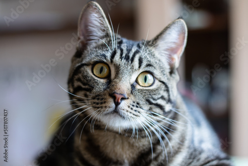 A gray striped cat looks into the camera. funny cat