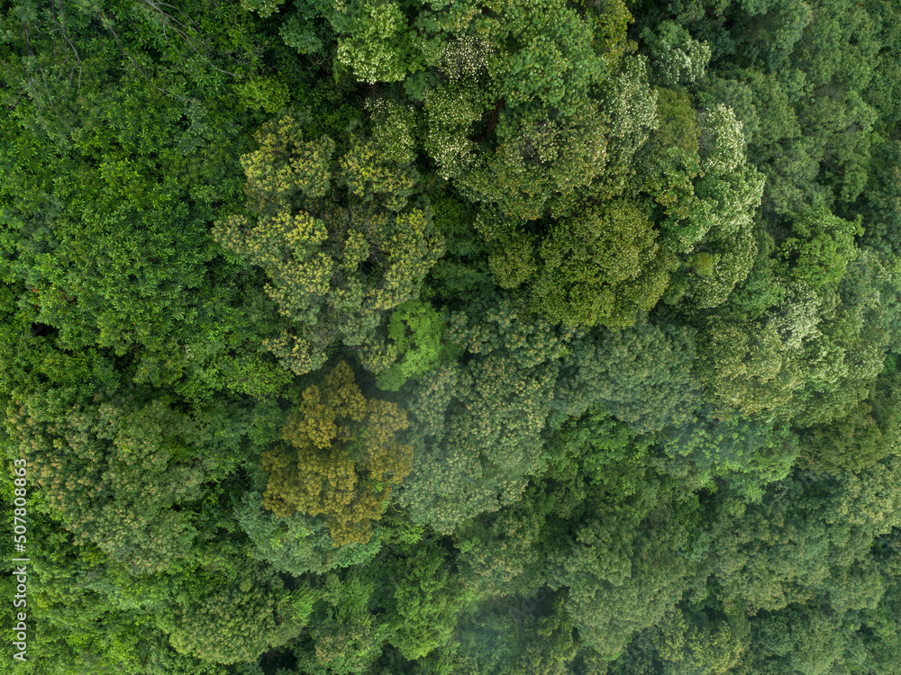 Aerial view of beautiful forest mountain landscape