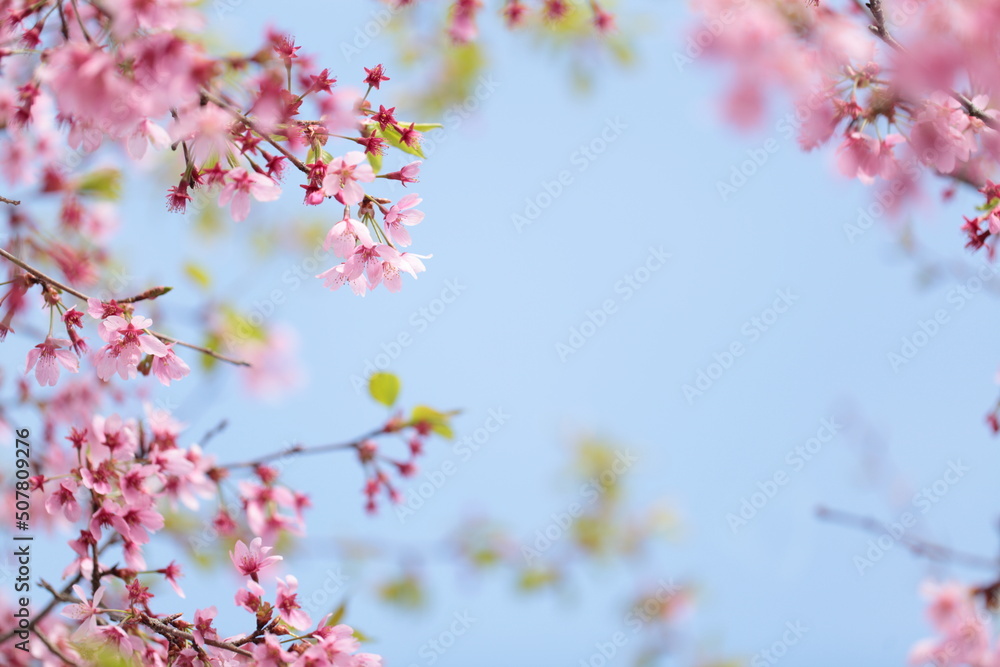 Fototapeta premium 青空と桜の花のアップでフレーム