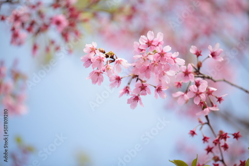 桜の花のアップ © dorico