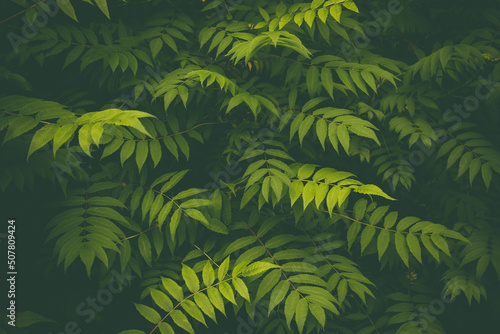 Green leaves pattern, natural background and wallpaper. Dark texture of fresh foliage. Herbal backdrop for design.