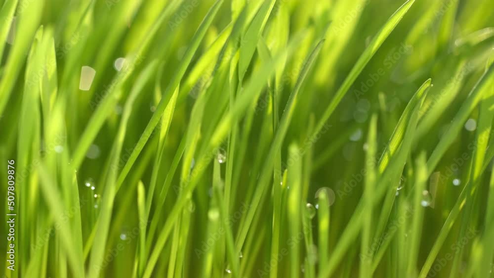 fresh morning water dew drops on vibrant green grass lit by the sun close up slow motion fresh morning water dew drops on vibrant green grass lit by the sun close up slow motion