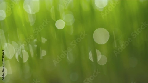 fresh morning water dew drops on vibrant green grass lit by the sun close up slow motion