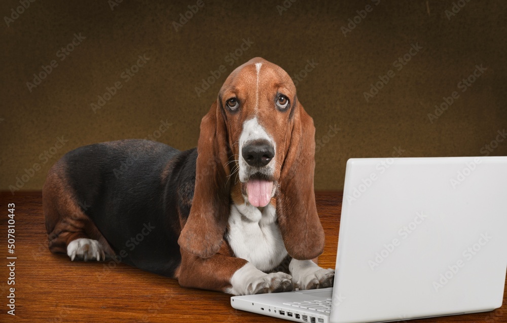 Cute dog sits in front of a laptop. The dog is not happy or shouts with joy and celebrates the victory. Business concept. Business dog.