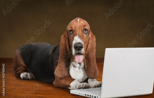 Cute dog sits in front of a laptop. The dog is not happy or shouts with joy and celebrates the victory. Business concept. Business dog.