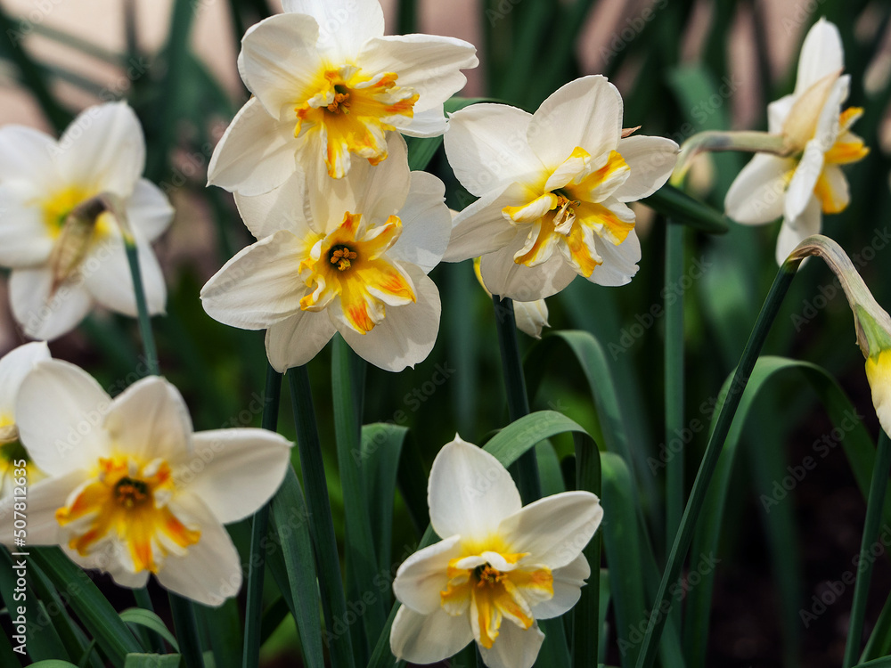 Large fresh flowers of daffodils on a green background of leaves. Delicate floral background. Large fresh flowers of daffodils on a green background of leaves. Delicate floral background.