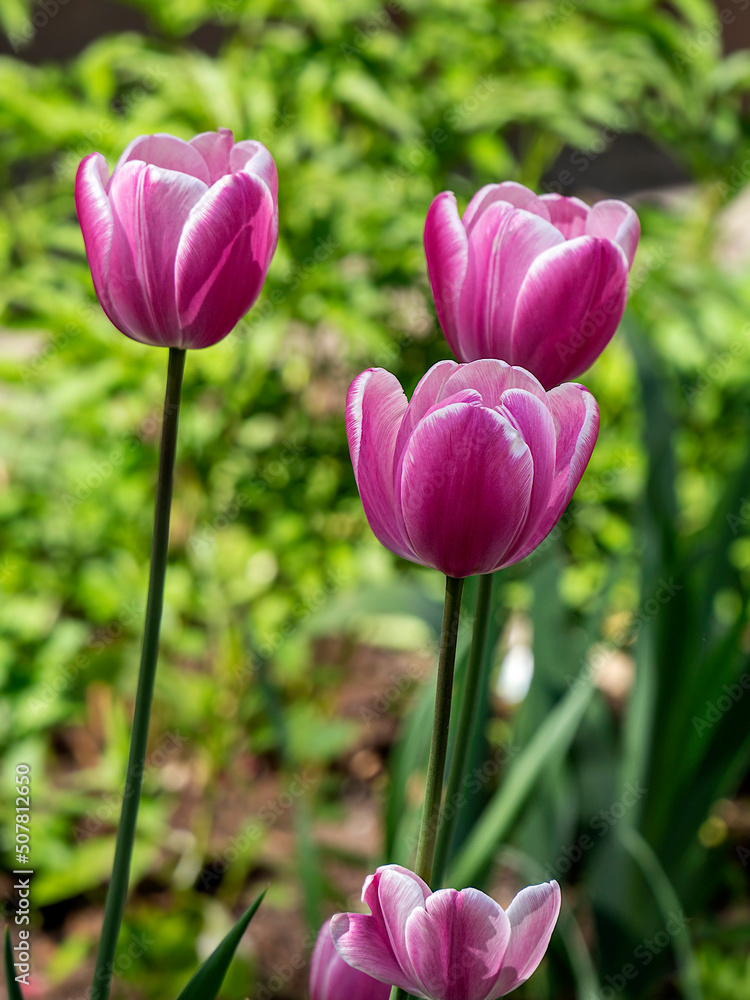 Beautiful purple-pink tulips close-up on a green background. Festive spring floral background.