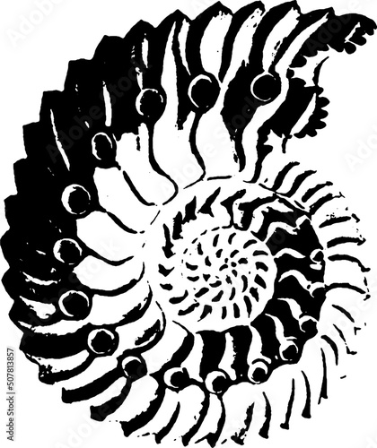 Vintage Scientific Sea Creature Organism Illustration