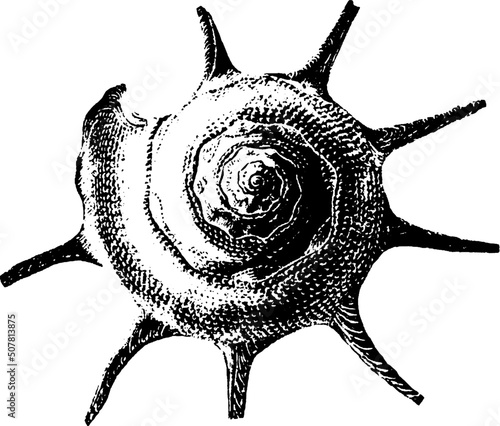 Vintage Scientific Sea Creature Organism Illustration