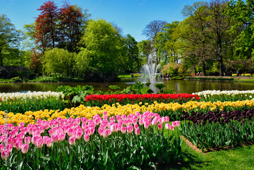 Blooming tulips flowerbeds in Keukenhof flower garden, also known as the Garden of Europe, one of the world largest flower gardens and popular tourist attraction. Lisse, the Netherlands.