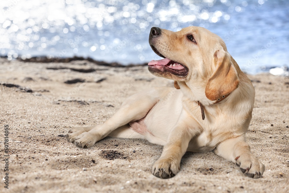 Cute young dog sitting on the sand beach Cute young dog sitting on the sand beach