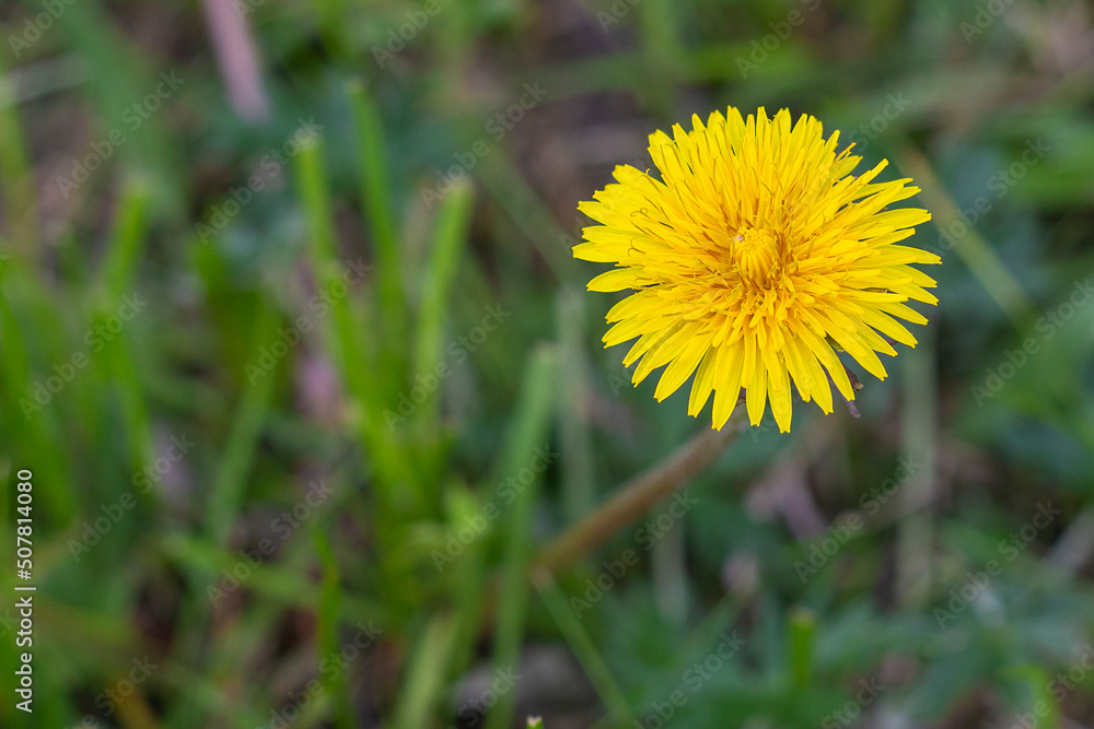 Wildflowers. Yellow dandelion. Spring flowers. Flower on a green background. Wildflowers. Yellow dandelion. Spring flowers. Flower on a green background.