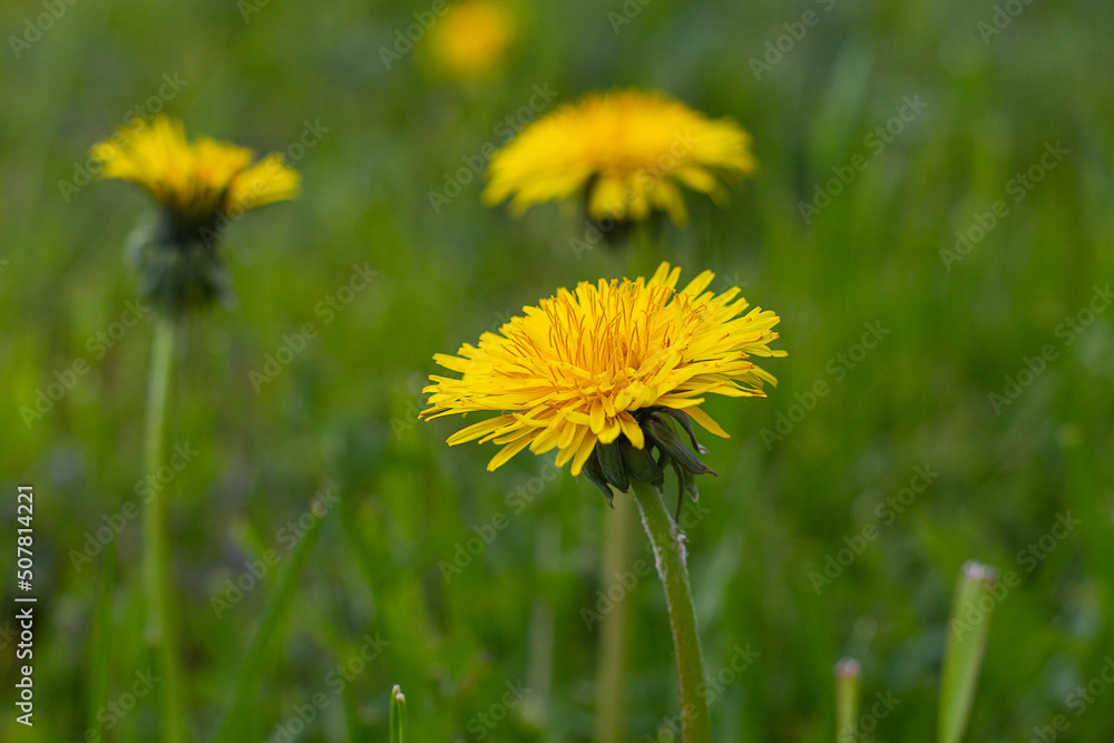 Wildflowers. Yellow dandelion. Spring flowers. Flower on a green background. Wildflowers. Yellow dandelion. Spring flowers. Flower on a green background.