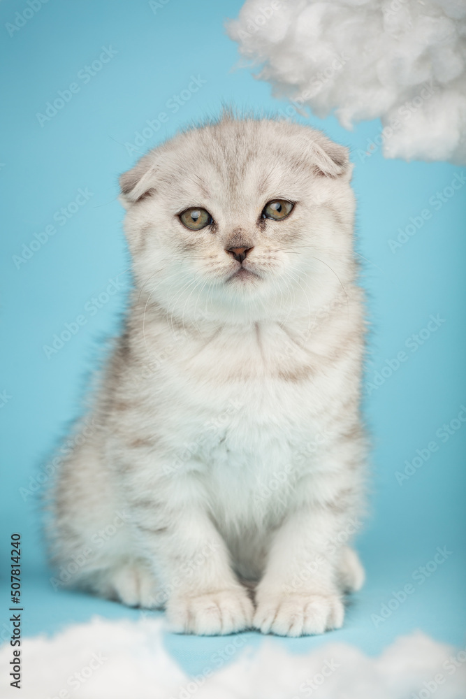 Portrait of a cute scottish fold kitten with yellow eyes on a blue background.