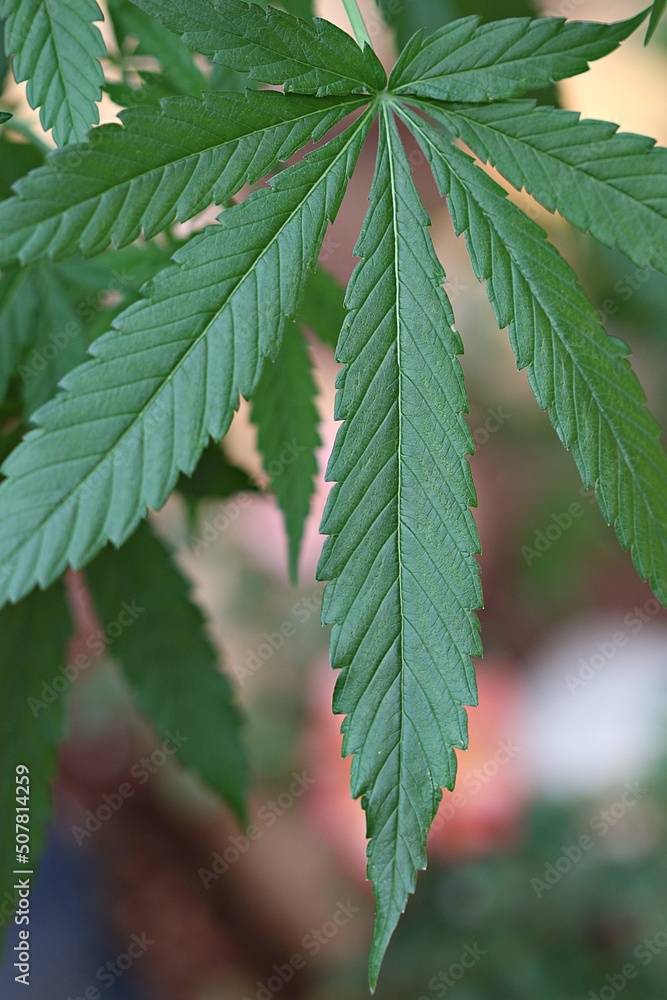Macro image of a dark green mature cannabis plant leaf. Macro image of a dark green mature cannabis plant leaf.