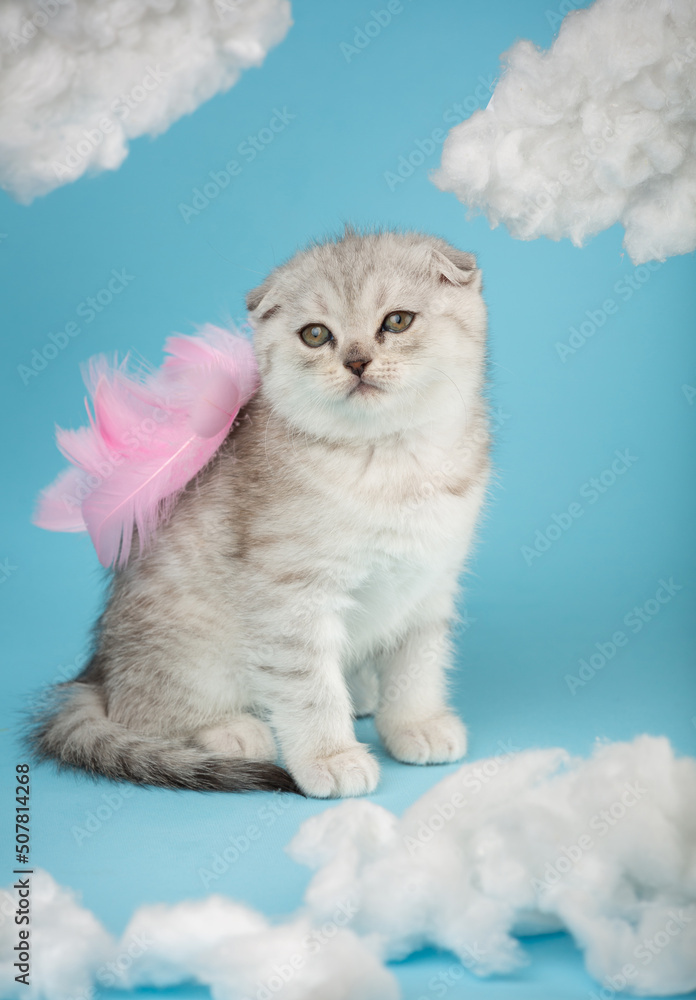 Portrait of a Scottish kitten with pink feathers on his back on a blue background.